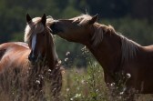 Horseback through Belarusian «Selva»
