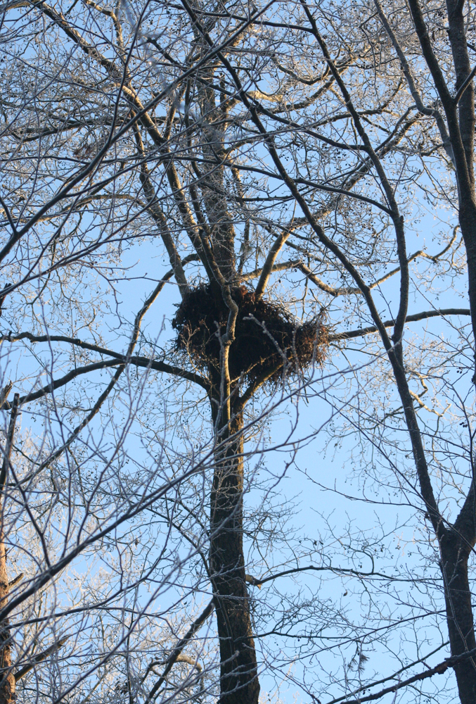 Гнездо на ольхе (фото Богуцкий).JPG