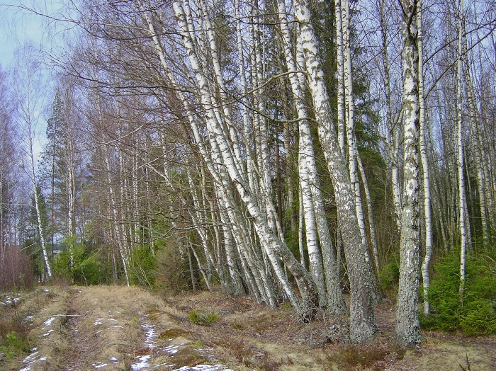 birch_forest_edge.jpg
