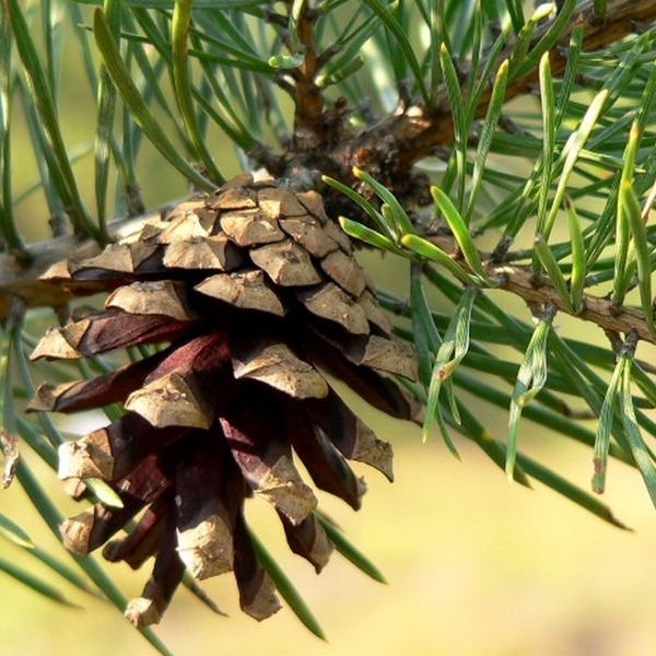 sosna-obyknovennaya-pinus-sylvestris-shishki.jpg