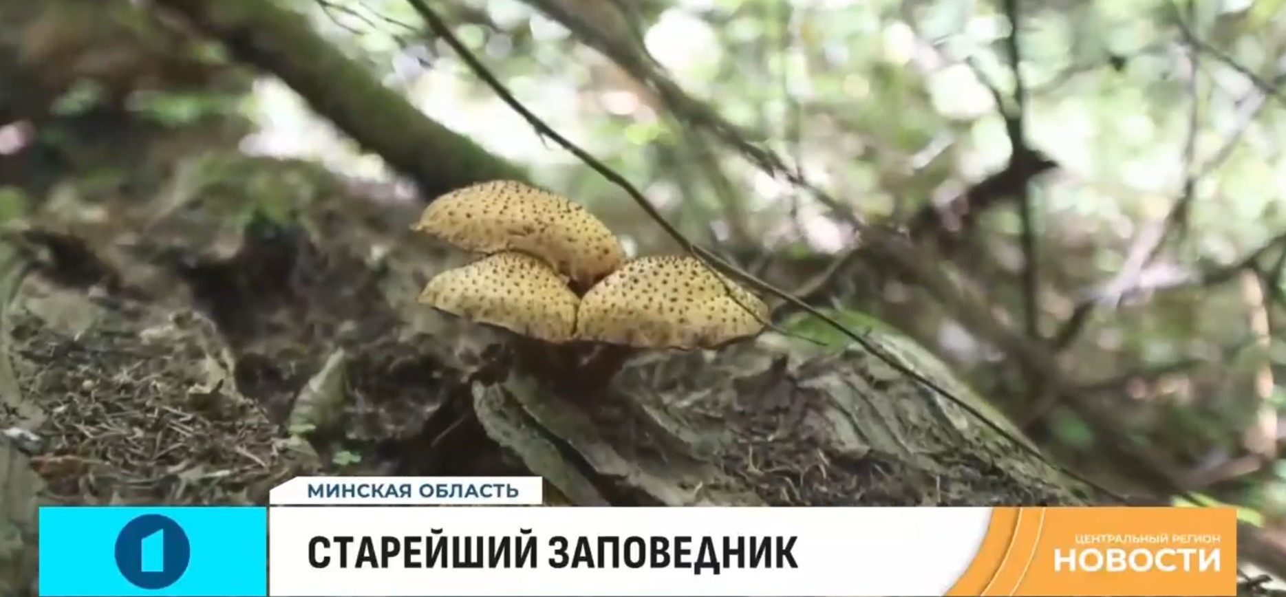 Репортаж об истории развития и достопримечательностях заповедника (Новости Центрального региона от 17.08.25)
