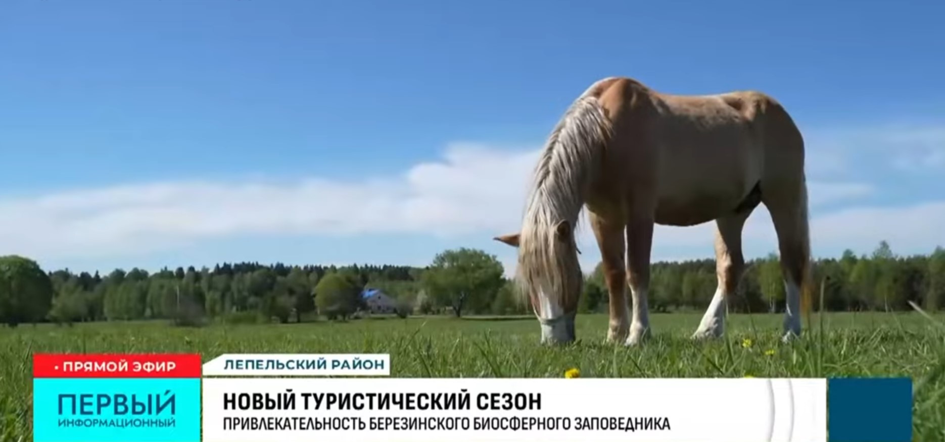 Конный экотуризм в Березинском заповеднике (Национальная гостелерадиокомпания РБ от 17.05.26)
